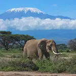 8-Day Mount Kilimanjaro Climb via the Lemosho Route