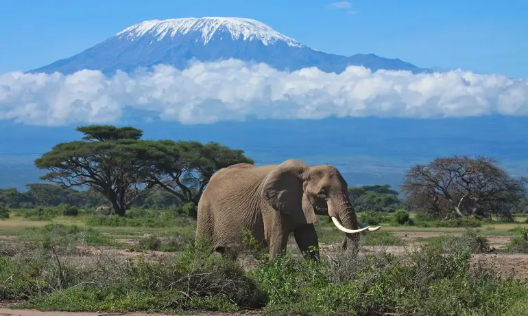 8-Day Mount Kilimanjaro Climb via the Lemosho Route