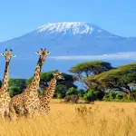 8-Day Mount Kilimanjaro Climb via the Lemosho Route
