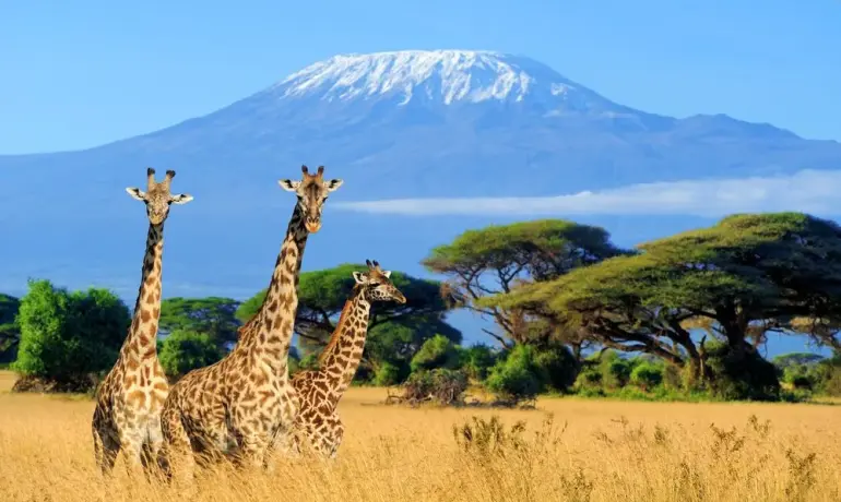 8-Day Mount Kilimanjaro Climb via the Lemosho Route