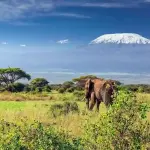 8-Day Mount Kilimanjaro Climb via the Lemosho Route