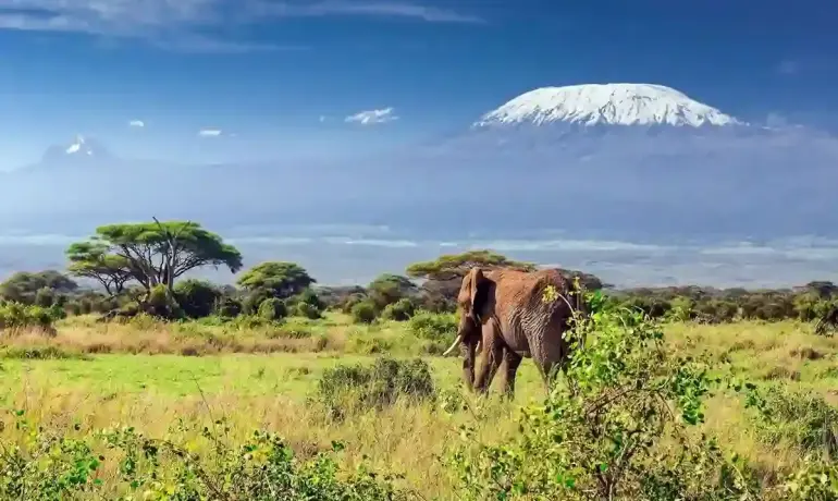 8-Day Mount Kilimanjaro Climb via the Lemosho Route