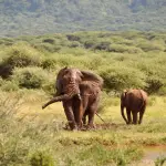 17-Day Tanzania Safari & Cultural Adventure | Serengeti, Ngorongoro, Kilimanjaro & Lake Natron