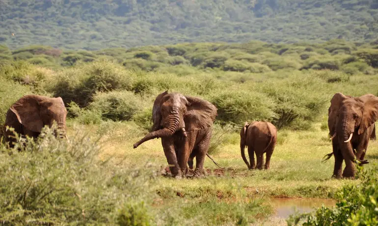 17-Day Tanzania Safari & Cultural Adventure | Serengeti, Ngorongoro, Kilimanjaro & Lake Natron