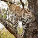 Classic Northern Tanzania Safari: Lake Manyara, Ngorongoro & Serengeti