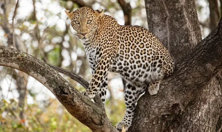 Classic Northern Tanzania Safari: Lake Manyara, Ngorongoro & Serengeti