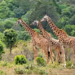 Classic Northern Tanzania Safari: Lake Manyara, Ngorongoro & Serengeti