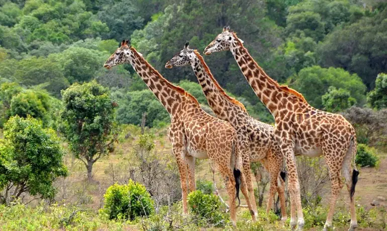 Classic Northern Tanzania Safari: Lake Manyara, Ngorongoro & Serengeti