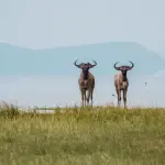 Classic Northern Tanzania Safari: Lake Manyara, Ngorongoro & Serengeti
