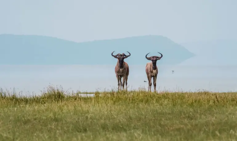 Classic Northern Tanzania Safari: Lake Manyara, Ngorongoro & Serengeti