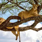 Classic Northern Tanzania Safari: Lake Manyara, Ngorongoro & Serengeti
