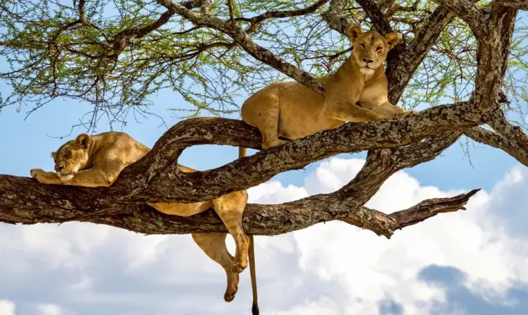 Classic Northern Tanzania Safari: Lake Manyara, Ngorongoro & Serengeti