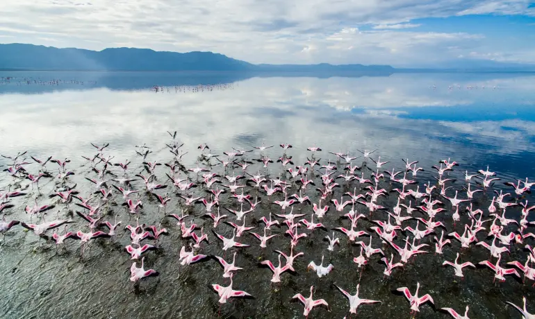 17-Day Tanzania Safari & Cultural Adventure | Serengeti, Ngorongoro, Kilimanjaro & Lake Natron