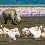 Classic Northern Tanzania Safari: Lake Manyara, Ngorongoro & Serengeti