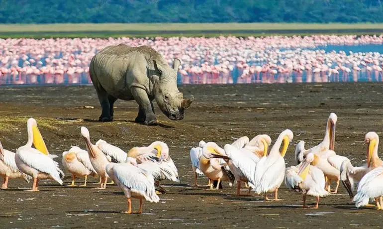 Classic Northern Tanzania Safari: Lake Manyara, Ngorongoro & Serengeti