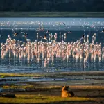 11-Day Tanzania Safari & Zanzibar Tour | Serengeti, Ngorongoro, Tarangire & Beach Holiday