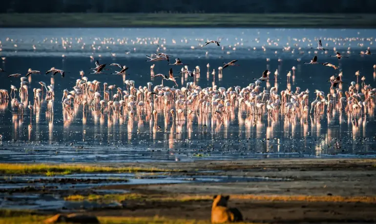 11-Day Tanzania Safari & Zanzibar Tour | Serengeti, Ngorongoro, Tarangire & Beach Holiday