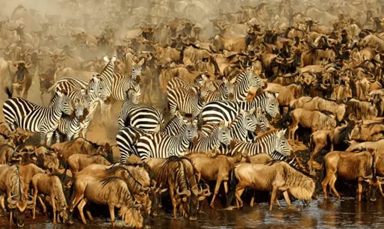 11-Day Tanzania Safari & Zanzibar Tour | Serengeti, Ngorongoro, Tarangire & Beach Holiday