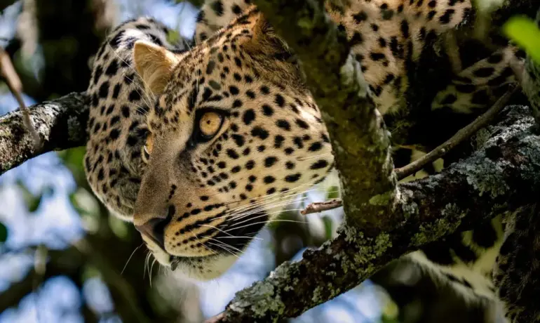 4-Day Classic Safari to Tarangire, Serengeti and Ngorongoro Crater