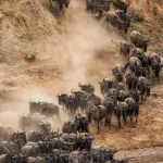 4-Day Classic Safari to Tarangire, Serengeti and Ngorongoro Crater