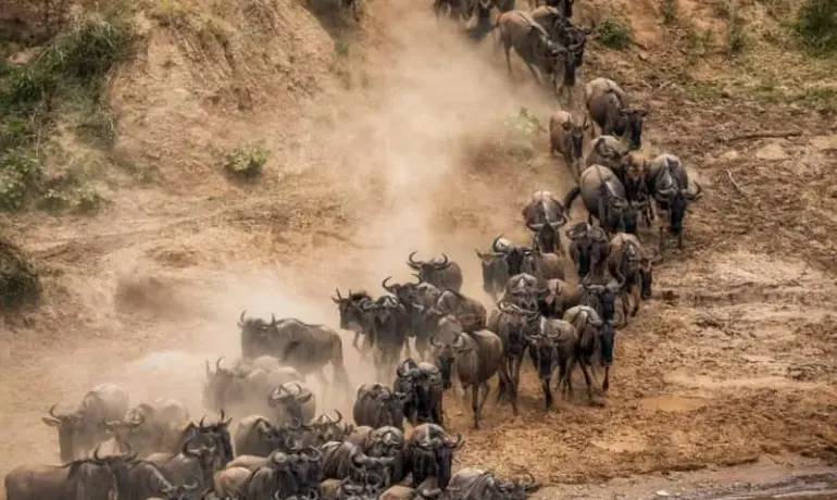 4-Day Classic Safari to Tarangire, Serengeti and Ngorongoro Crater