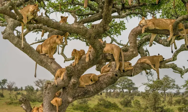 4-Day Classic Safari to Tarangire, Serengeti and Ngorongoro Crater