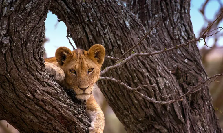 4-Day Classic Safari to Tarangire, Serengeti and Ngorongoro Crater